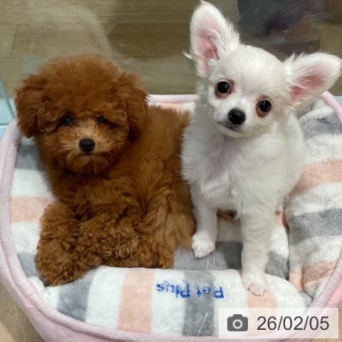 福岡県のトイプードル(トイ) (ペットプラス 小倉南店/2025年10月30日生まれ/女の子/レッド)の子犬の3枚目の画像