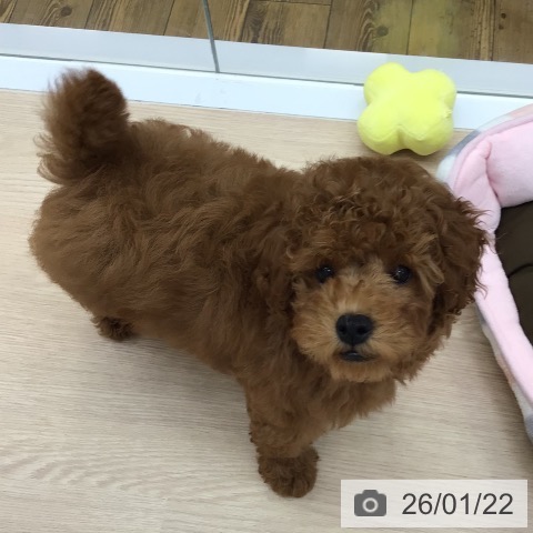 沖縄県のトイプードル(トイ) (ペットプラス 南風原店/2025年10月31日生まれ/男の子/アプリコット)の子犬の4枚目の画像