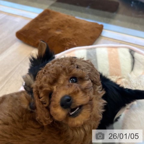 福岡県のトイプードル(トイ) (ペットプラス ららぽーと福岡店/2025年10月31日生まれ/男の子/レッド)の子犬の4枚目の画像