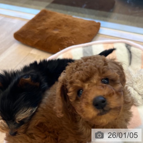 福岡県のトイプードル(トイ) (ペットプラス ららぽーと福岡店/2025年10月31日生まれ/男の子/レッド)の子犬の3枚目の画像