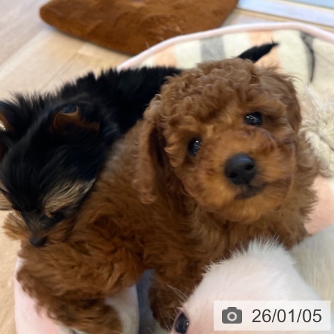 福岡県のトイプードル(トイ) (ペットプラス ららぽーと福岡店/2025年10月31日生まれ/男の子/レッド)の子犬の4枚目の画像