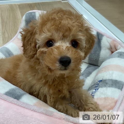 福岡県のトイプードル(トイ) (ペットプラス 香椎浜店/2025年10月28日生まれ/男の子/アプリコット)の子犬の3枚目の画像