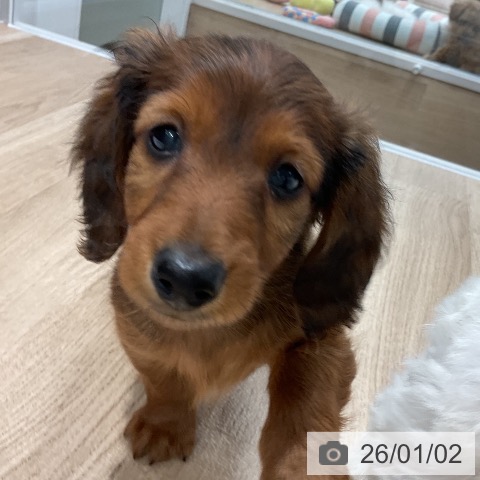 福岡県のカニンヘンダックスフンド(ロング) (ペットプラス 八幡東店/2025年10月28日生まれ/男の子/レッド)の子犬の4枚目の画像