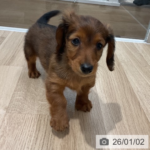 福岡県のカニンヘンダックスフンド(ロング) (ペットプラス 八幡東店/2025年10月28日生まれ/男の子/レッド)の子犬の3枚目の画像