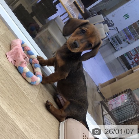 福岡県のカニンヘンダックスフンド(ロング) (ペットプラス 春日店/2025年10月30日生まれ/男の子/レッド)の子犬の4枚目の画像