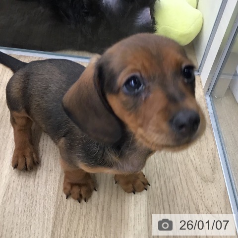 福岡県のカニンヘンダックスフンド(ロング) (ペットプラス 春日店/2025年10月30日生まれ/男の子/レッド)の子犬の3枚目の画像