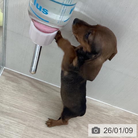 長崎県のカニンヘンダックスフンド(ロング) (ペットプラス 長崎店/2025年10月30日生まれ/女の子/レッド)の子犬の4枚目の画像