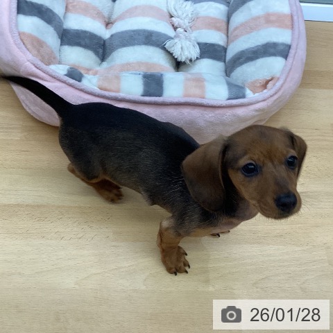 カニーンヘン・ダックスフンドの写真