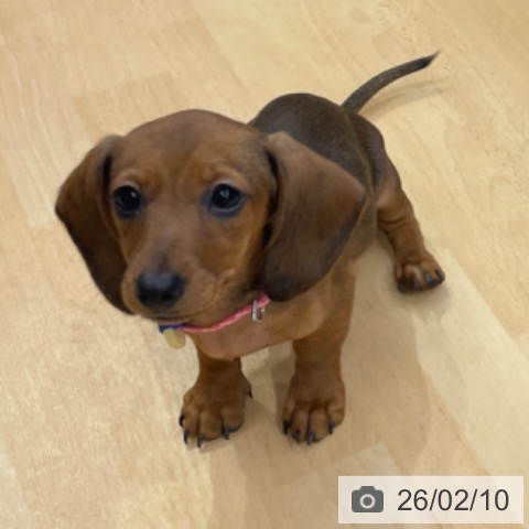 カニーンヘン・ダックスフンドの写真