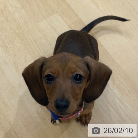 カニーンヘン・ダックスフンドの写真