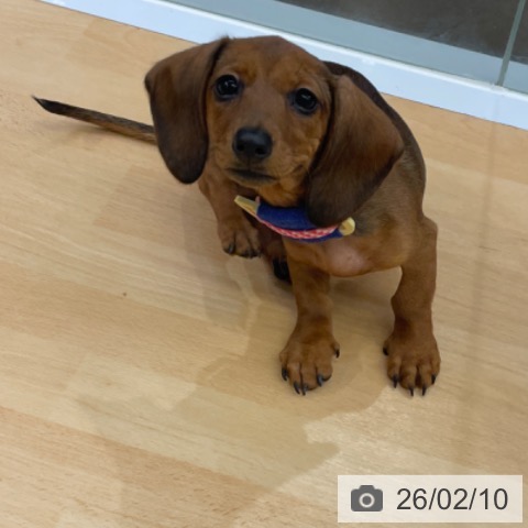 カニーンヘン・ダックスフンドの写真