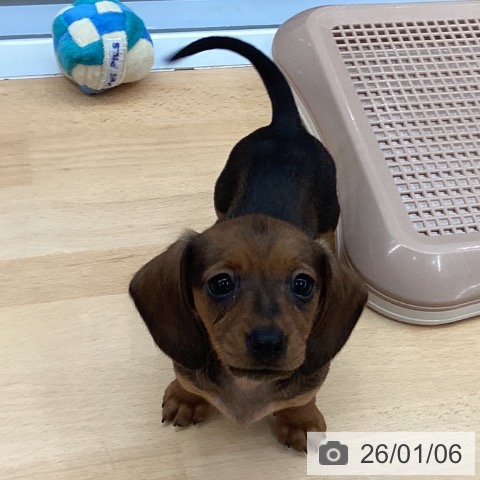 熊本県のカニンヘンダックスフンド(ロング) (ペットプラス 熊本店/2025年10月30日生まれ/女の子/レッド)の子犬の3枚目の画像