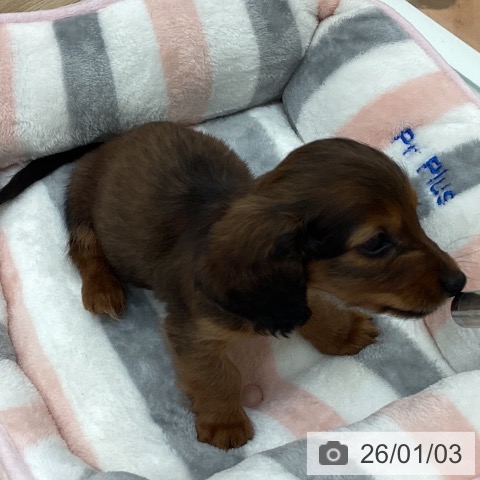 宮崎県のカニンヘンダックスフンド(ロング) (ペットプラス 宮崎店/2025年10月30日生まれ/女の子/レッド)の子犬の4枚目の画像