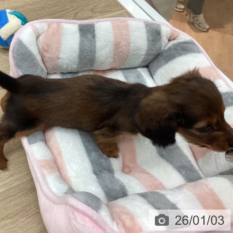 宮崎県のカニンヘンダックスフンド(ロング) (ペットプラス 宮崎店/2025年10月30日生まれ/女の子/レッド)の子犬の3枚目の画像