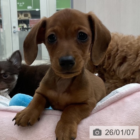 福岡県のカニンヘンダックスフンド(ロング) (ペットプラス 香椎浜店/2025年10月31日生まれ/男の子/レッド)の子犬の4枚目の画像