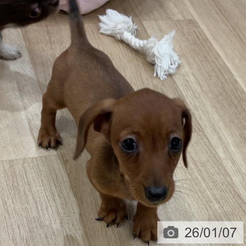 福岡県のカニンヘンダックスフンド(ロング) (ペットプラス 香椎浜店/2025年10月31日生まれ/男の子/レッド)の子犬の3枚目の画像