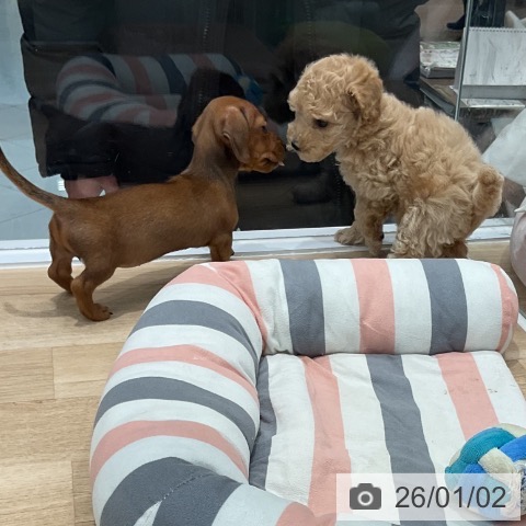 福岡県のカニンヘンダックスフンド(ロング) (ペットプラス 八幡東店/2025年10月31日生まれ/女の子/レッド)の子犬の4枚目の画像