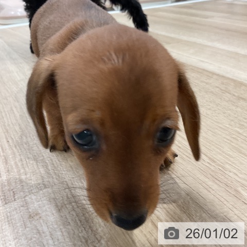 福岡県のカニンヘンダックスフンド(ロング) (ペットプラス 八幡東店/2025年10月31日生まれ/女の子/レッド)の子犬の3枚目の画像