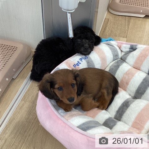 福岡県のカニンヘンダックスフンド(ロング) (ペットプラス ららぽーと福岡店/2025年10月30日生まれ/男の子/レッド)の子犬の3枚目の画像