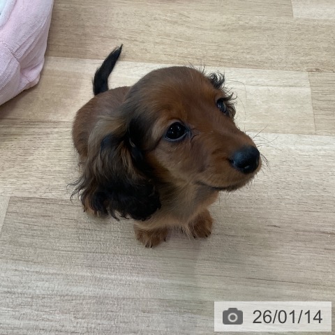 福岡県のカニンヘンダックスフンド(ロング) (ペットプラス ららぽーと福岡店/2025年10月30日生まれ/男の子/レッド)の子犬の4枚目の画像