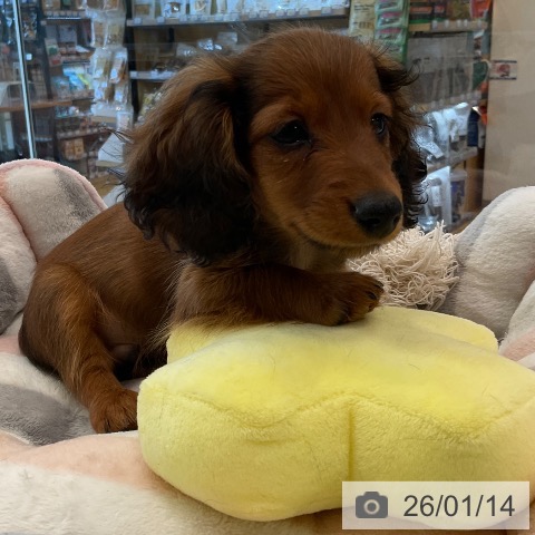 福岡県のカニンヘンダックスフンド(ロング) (ペットプラス ららぽーと福岡店/2025年10月30日生まれ/男の子/レッド)の子犬の3枚目の画像