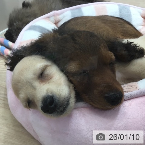 沖縄県のカニンヘンダックスフンド(ロング) (ペットプラス 沖縄ライカム店/2025年10月30日生まれ/男の子/レッド)の子犬の4枚目の画像