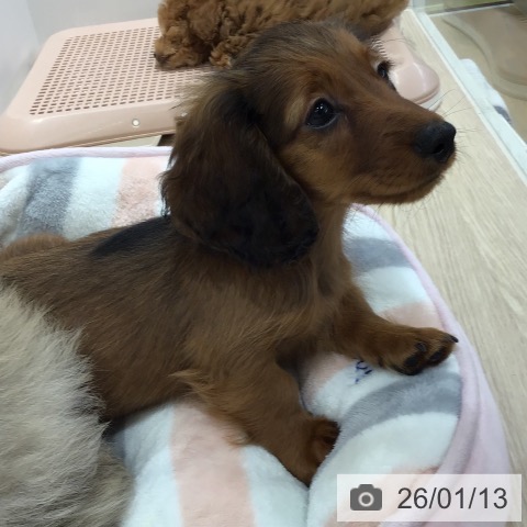 沖縄県のカニンヘンダックスフンド(ロング) (ペットプラス 沖縄ライカム店/2025年10月30日生まれ/男の子/レッド)の子犬の3枚目の画像