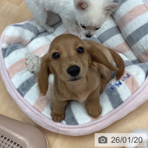 熊本県のミニチュアダックスフンド(ロング) (ペットプラス 熊本店/2025年10月30日生まれ/男の子/ゴールド)の子犬の4枚目の画像