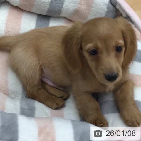 熊本県のミニチュアダックスフンド(ロング) (ペットプラス 熊本店/2025年10月30日生まれ/男の子/ゴールド)の子犬の3枚目の画像