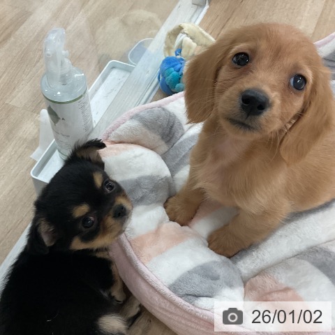 福岡県のミニチュアダックスフンド(ロング) (ペットプラス 八幡東店/2025年10月30日生まれ/男の子/ゴールド)の子犬の4枚目の画像