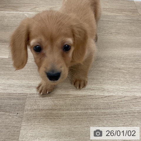 福岡県のミニチュアダックスフンド(ロング) (ペットプラス 八幡東店/2025年10月30日生まれ/男の子/ゴールド)の子犬の3枚目の画像