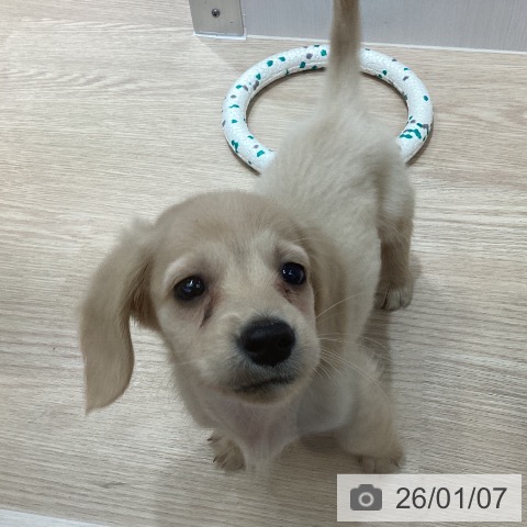 沖縄県のミニチュアダックスフンド(ロング) (ペットプラス 沖縄ライカム店/2025年10月30日生まれ/男の子/イエロー)の子犬の4枚目の画像