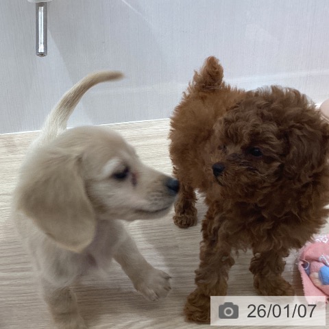 沖縄県のミニチュアダックスフンド(ロング) (ペットプラス 沖縄ライカム店/2025年10月30日生まれ/男の子/イエロー)の子犬の3枚目の画像