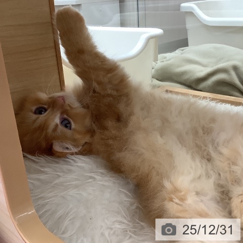 福岡県のラガマフィン (ペットプラス 福岡店/2025年10月23日生まれ/男の子/レッドタビー)の子猫の4枚目の画像