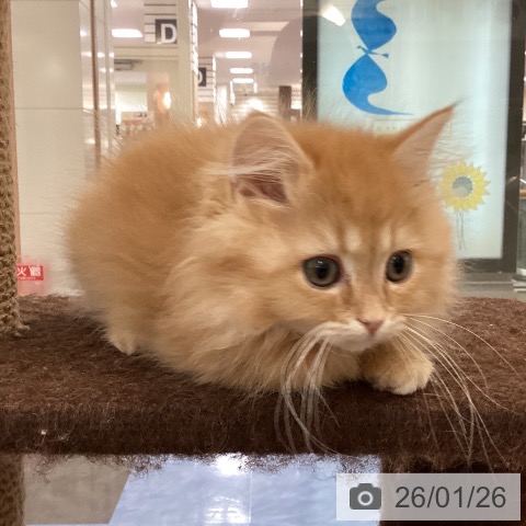 福岡県のラガマフィン (ペットプラス 福岡伊都店/2025年10月23日生まれ/男の子/レッドタビー)の子猫の4枚目の画像