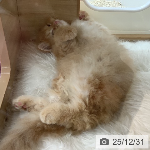 福岡県のラガマフィン (ペットプラス 福岡店/2025年10月23日生まれ/男の子/レッドタビー)の子猫の3枚目の画像