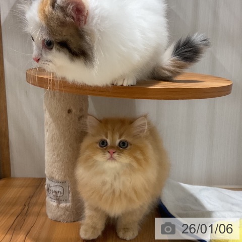 福岡県のラガマフィン (ペットプラス 八幡東店/2025年10月23日生まれ/女の子/レッドタビー)の子猫の4枚目の画像