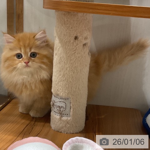 福岡県のラガマフィン (ペットプラス 八幡東店/2025年10月23日生まれ/女の子/レッドタビー)の子猫の3枚目の画像