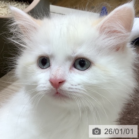 沖縄県のマンチカン (ペットプラス 南風原店/2025年10月31日生まれ/男の子/クリームホワイト)の子猫の4枚目の画像