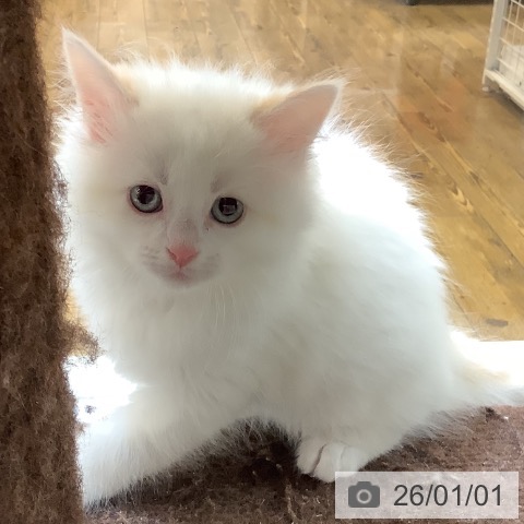 沖縄県のマンチカン (ペットプラス 南風原店/2025年10月31日生まれ/男の子/クリームホワイト)の子猫の3枚目の画像