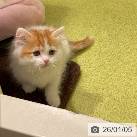 福岡県のマンチカン (ペットプラス 福岡店/2025年10月31日生まれ/男の子/レッドタビーホワイト)の子猫の4枚目の画像