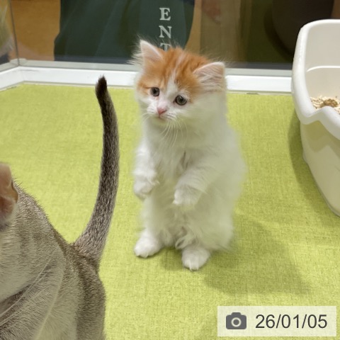 福岡県のマンチカン (ペットプラス 福岡店/2025年10月31日生まれ/男の子/レッドタビーホワイト)の子猫の3枚目の画像