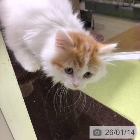 福岡県のマンチカン (ペットプラス 福岡店/2025年10月31日生まれ/男の子/レッドタビーホワイト)の子猫の3枚目の画像