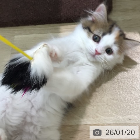 宮崎県のマンチカン (ペットプラス 宮崎店/2025年10月31日生まれ/女の子/ブラウンパッチドタビーホワイト)の子猫の4枚目の画像