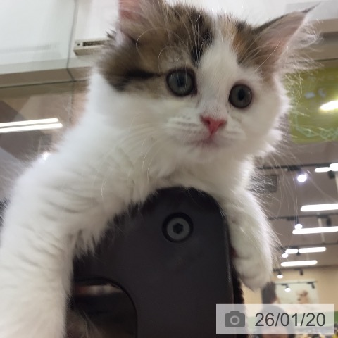 宮崎県のマンチカン (ペットプラス 宮崎店/2025年10月31日生まれ/女の子/ブラウンパッチドタビーホワイト)の子猫の3枚目の画像