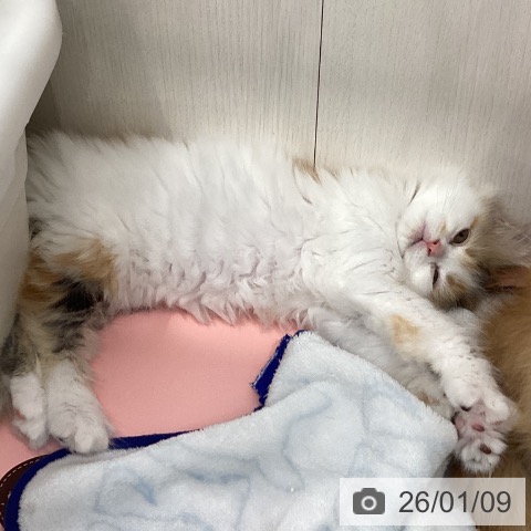 長崎県のマンチカン (ペットプラス 長崎店/2025年10月31日生まれ/女の子/ブラウンパッチドタビーホワイト)の子猫の3枚目の画像