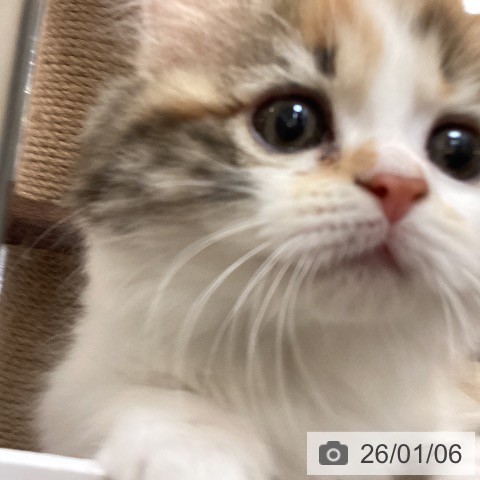 福岡県のマンチカン (ペットプラス 福岡伊都店/2025年10月31日生まれ/女の子/ブラウンパッチドタビーホワイト)の子猫の3枚目の画像