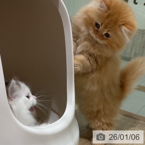 福岡県のマンチカン (ペットプラス 八幡東店/2025年10月31日生まれ/女の子/ブラウンパッチドタビーホワイト)の子猫の3枚目の画像