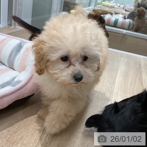 福岡県のトイプードル(トイ) (ペットプラス 八幡東店/2025年10月30日生まれ/男の子/クリーム)の子犬の4枚目の画像