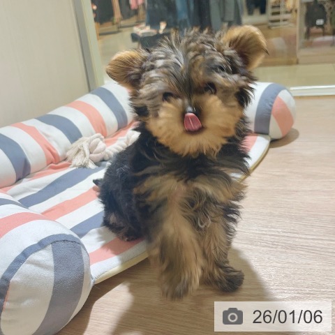 ヨークシャー・テリアの写真